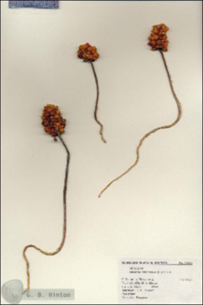 URN_catalog_HBHinton_herbarium_23983.jpg.jpg