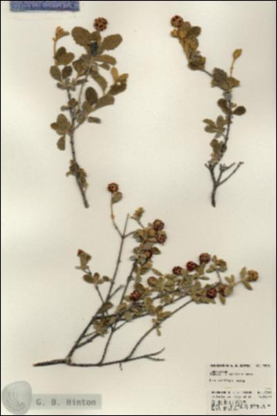 URN_catalog_HBHinton_herbarium_23348.jpg.jpg