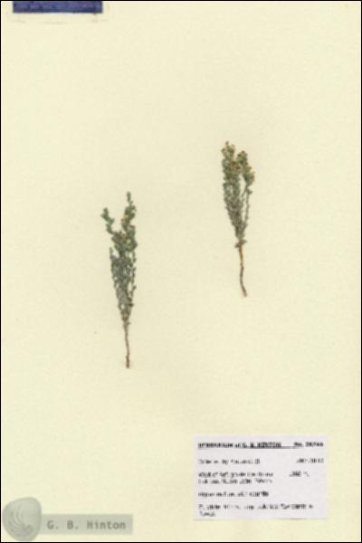 URN_catalog_HBHinton_herbarium_28744.jpg.jpg