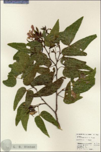 URN_catalog_HBHinton_herbarium_25213.jpg.jpg