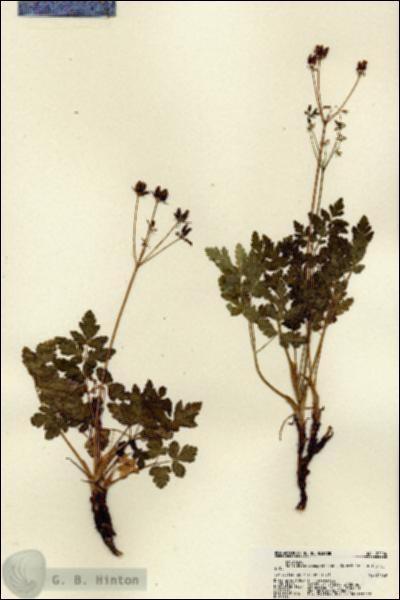 URN_catalog_HBHinton_herbarium_22204.jpg.jpg