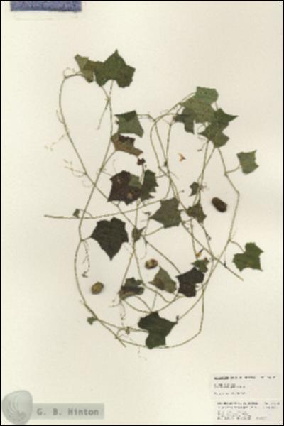 URN_catalog_HBHinton_herbarium_24792.jpg.jpg