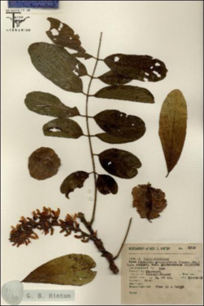 URN_catalog_HBHinton_herbarium_8603.jpg.jpg