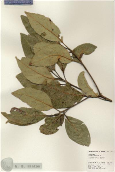 URN_catalog_HBHinton_herbarium_25042.jpg.jpg