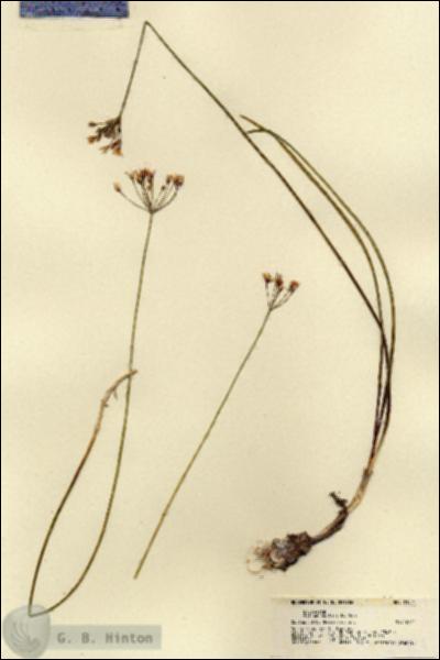 URN_catalog_HBHinton_herbarium_21524.jpg.jpg