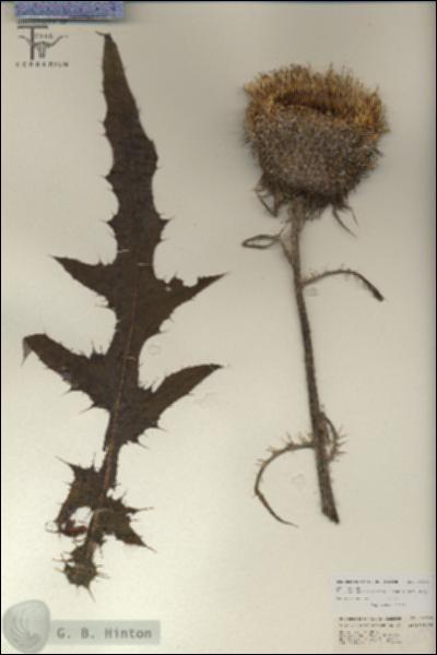 URN_catalog_HBHinton_herbarium_26699.jpg.jpg