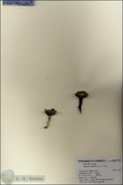 URN_catalog_HBHinton_herbarium_27161.jpg.jpg