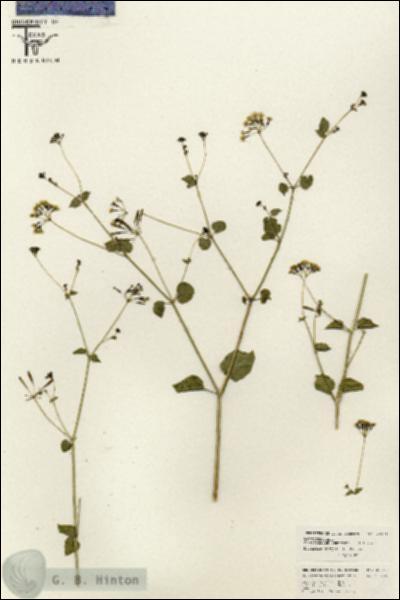 URN_catalog_HBHinton_herbarium_26501.jpg.jpg