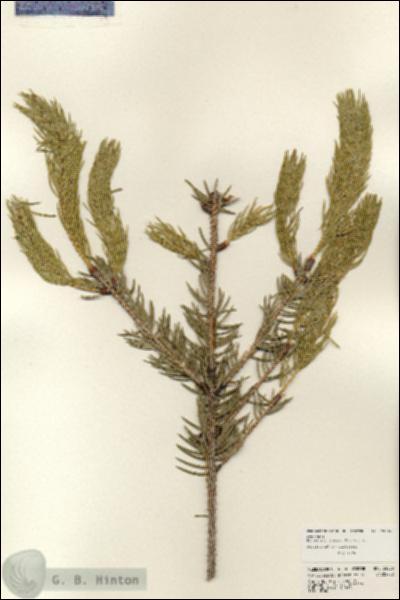URN_catalog_HBHinton_herbarium_24086.jpg.jpg