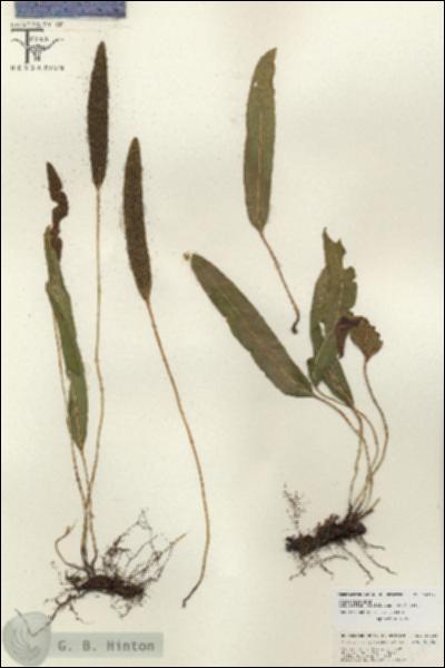 URN_catalog_HBHinton_herbarium_26824.jpg.jpg