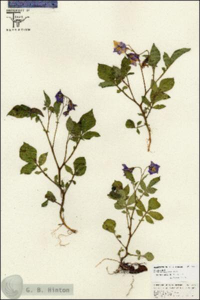 URN_catalog_HBHinton_herbarium_26797.jpg.jpg