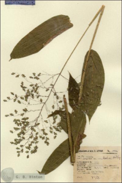 URN_catalog_HBHinton_herbarium_4793.jpg.jpg