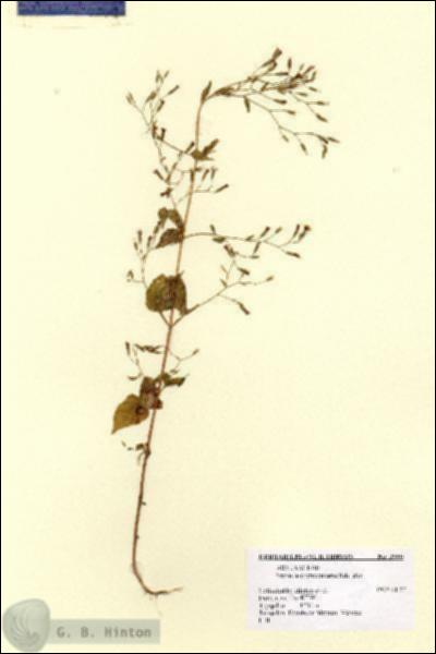 URN_catalog_HBHinton_herbarium_2660.jpg.jpg