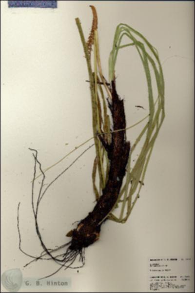 URN_catalog_HBHinton_herbarium_24610.jpg.jpg