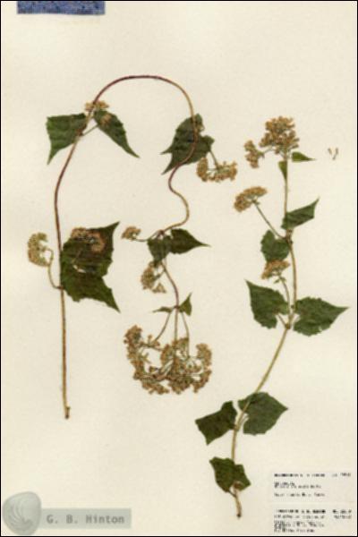 URN_catalog_HBHinton_herbarium_23819.jpg.jpg