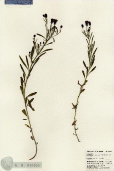URN_catalog_HBHinton_herbarium_23590.jpg.jpg