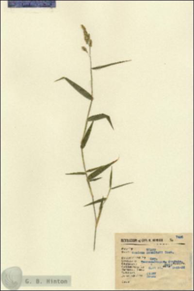 URN_catalog_HBHinton_herbarium_7426.jpg.jpg
