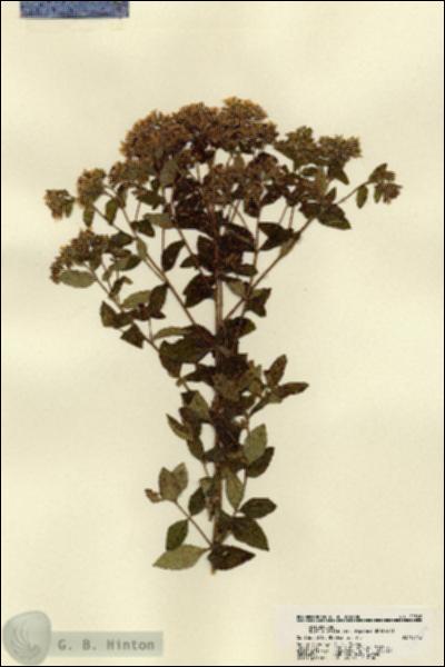 URN_catalog_HBHinton_herbarium_22508.jpg.jpg