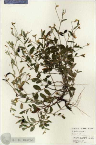 URN_catalog_HBHinton_herbarium_24696.jpg.jpg
