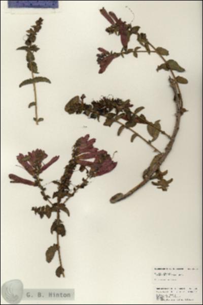URN_catalog_HBHinton_herbarium_25052.jpg.jpg
