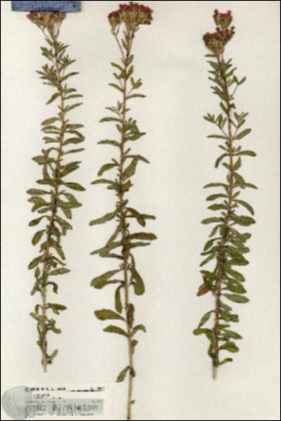 URN_catalog_HBHinton_herbarium_20581.jpg.jpg