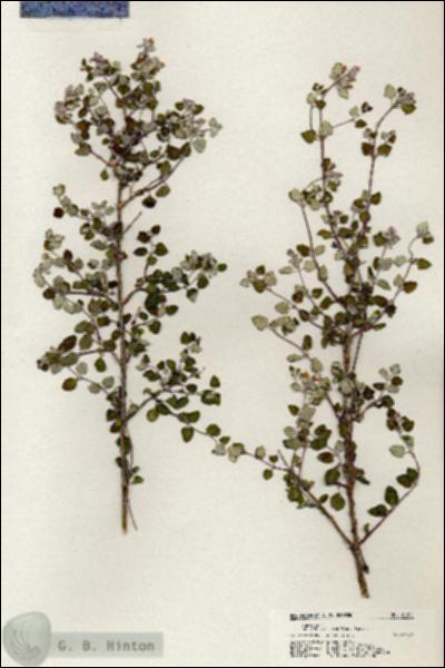 URN_catalog_HBHinton_herbarium_21131.jpg.jpg