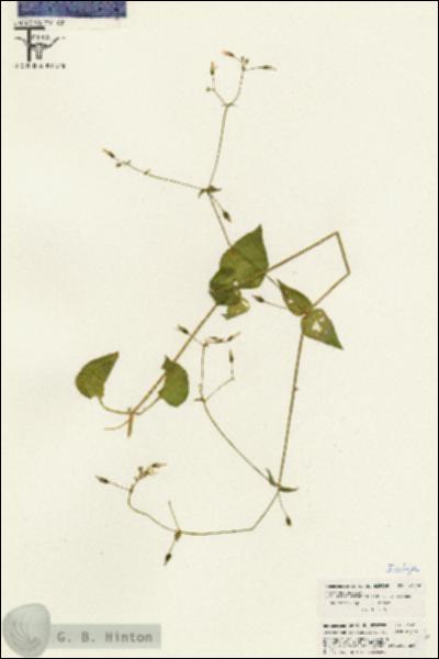 URN_catalog_HBHinton_herbarium_26426.jpg.jpg