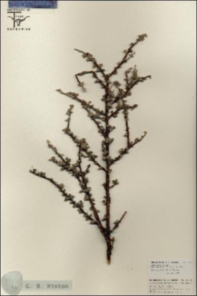 URN_catalog_HBHinton_herbarium_25738.jpg.jpg