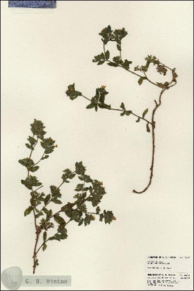URN_catalog_HBHinton_herbarium_24215.jpg.jpg