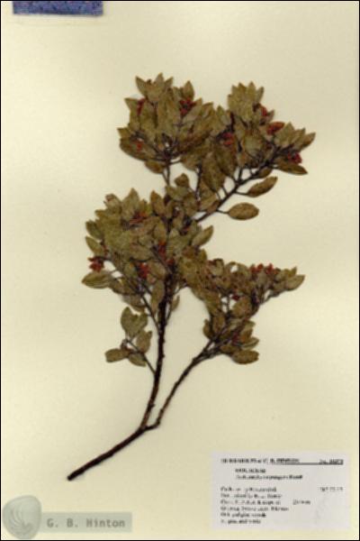 URN_catalog_HBHinton_herbarium_18375.jpg.jpg