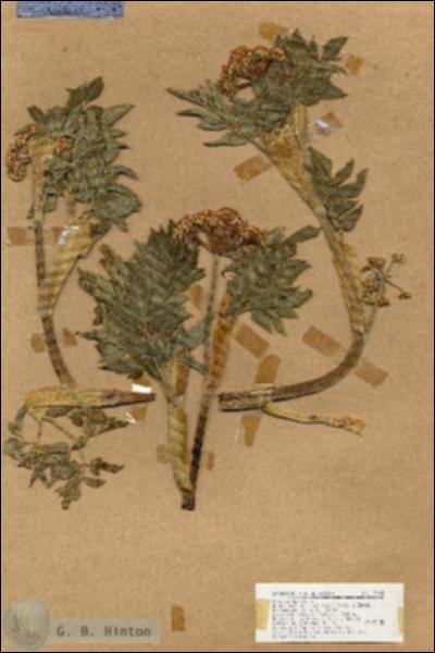 URN_catalog_HBHinton_herbarium_17045.jpg.jpg