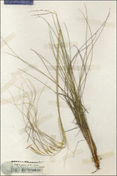 URN_catalog_HBHinton_herbarium_19741.jpg.jpg