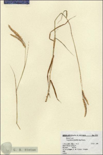 URN_catalog_HBHinton_herbarium_2532.jpg.jpg