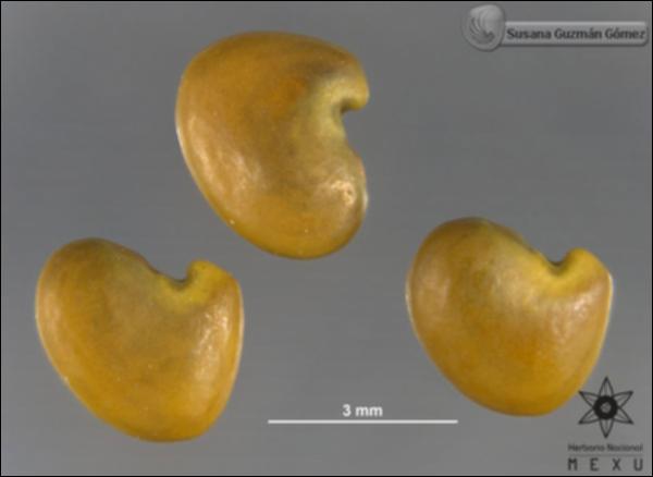 Crotalaria-acapulcensis-FS3717-sem.jpg.jpg