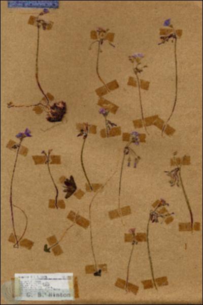 URN_catalog_HBHinton_herbarium_18236.jpg.jpg