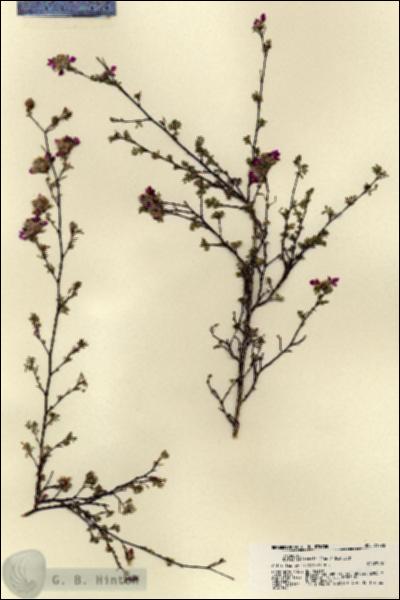 URN_catalog_HBHinton_herbarium_21798.jpg.jpg