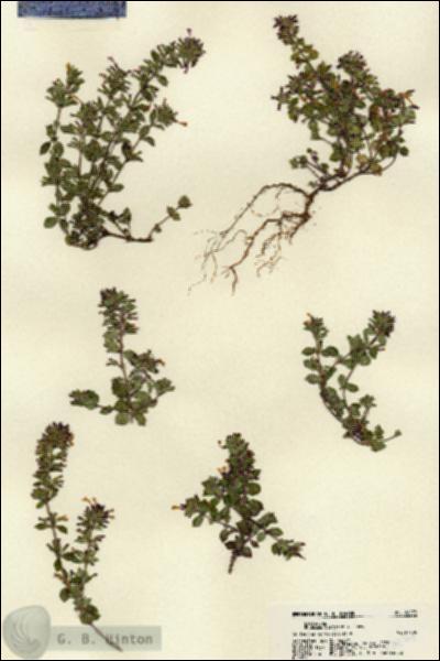URN_catalog_HBHinton_herbarium_22279.jpg.jpg