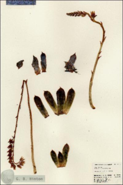 URN_catalog_HBHinton_herbarium_22958.jpg.jpg