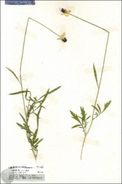 URN_catalog_HBHinton_herbarium_20013.jpg.jpg