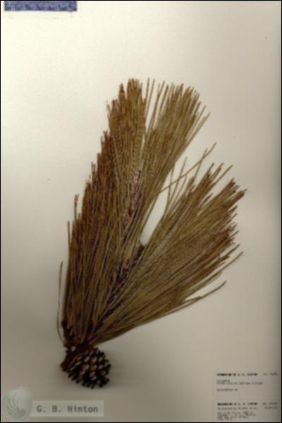 URN_catalog_HBHinton_herbarium_24032.jpg.jpg