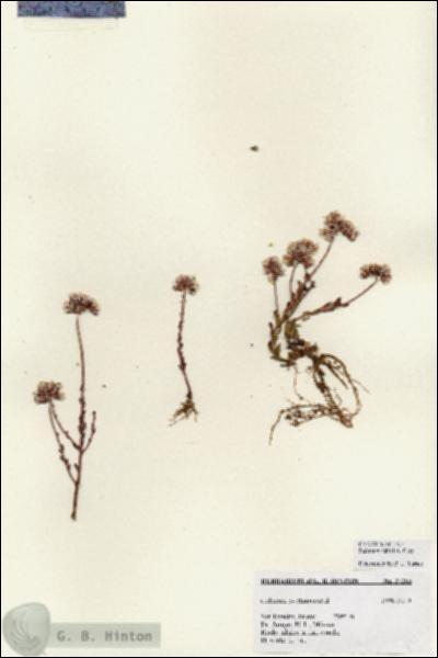URN_catalog_HBHinton_herbarium_27263.jpg.jpg