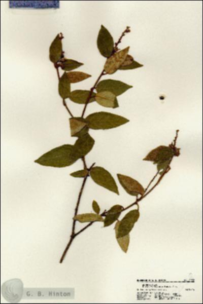 URN_catalog_HBHinton_herbarium_22538.jpg.jpg