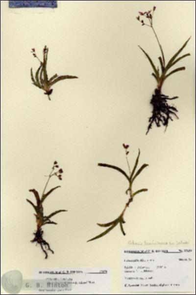 URN_catalog_HBHinton_herbarium_27659.jpg.jpg