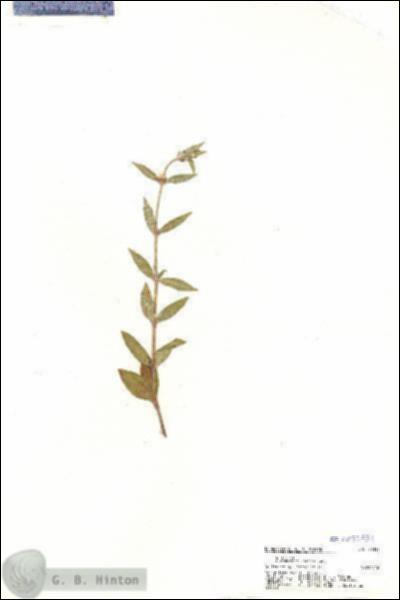 URN_catalog_HBHinton_herbarium_20351.jpg.jpg