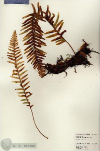 URN_catalog_HBHinton_herbarium_25087.jpg.jpg
