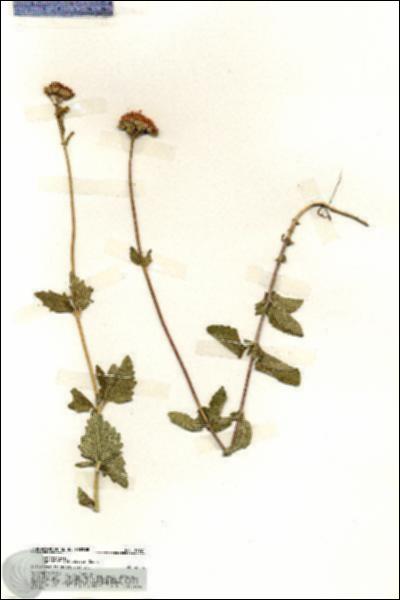 URN_catalog_HBHinton_herbarium_19727.jpg.jpg