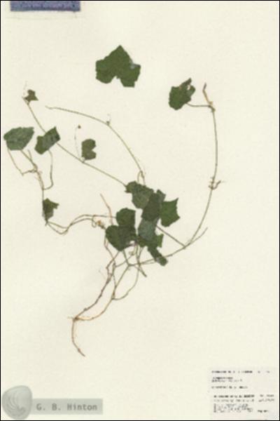 URN_catalog_HBHinton_herbarium_24633.jpg.jpg