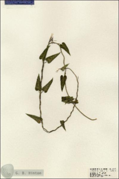 URN_catalog_HBHinton_herbarium_23652.jpg.jpg