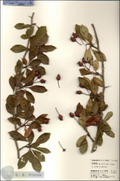 URN_catalog_HBHinton_herbarium_24608.jpg.jpg