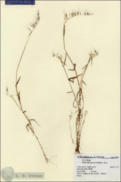 URN_catalog_HBHinton_herbarium_2093.jpg.jpg